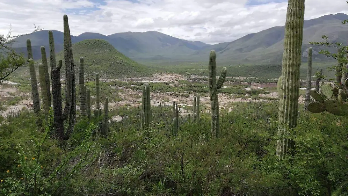 Reserva de la Biosfera Tehuacán-Cuicatán